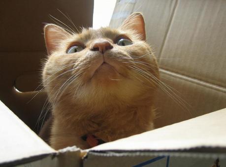 Cat in a cardboard box, JPG Cat in a cardboard box, JPG