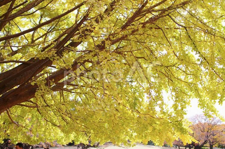 イチョウの木 fall,tree,イチョウの写真素材