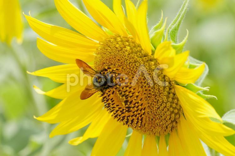 ひまわりにとまるミツバチのひととき ひまわり,花,夏の写真素材