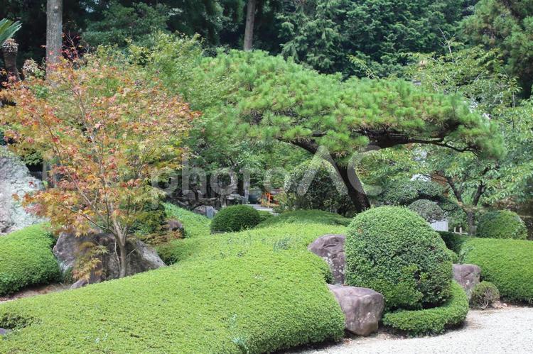 日本の風景 庭園,自然,葉の写真素材