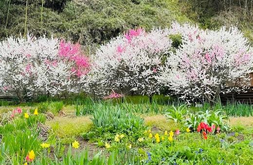 紅白の桜 紅白の桜の写真