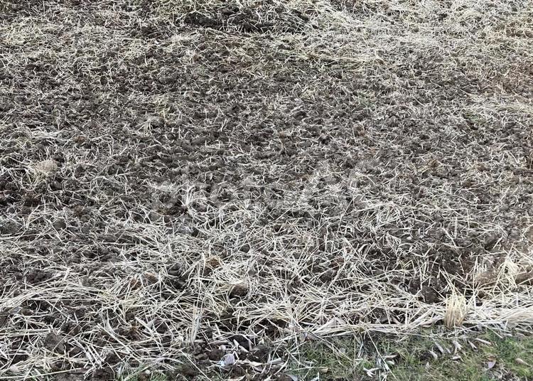 休耕中の田んぼ 休耕中,田んぼ,植物の写真素材