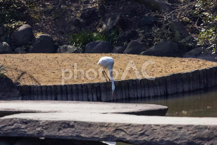 シラサギの散歩 シラサギ,日本庭園,石橋の写真素材