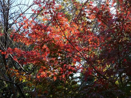 紅葉 もみじ,こうよう,秋の写真素材