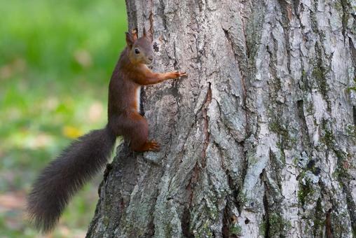 木の上のエゾリス エゾリス,リス,木の上のリスの写真素材