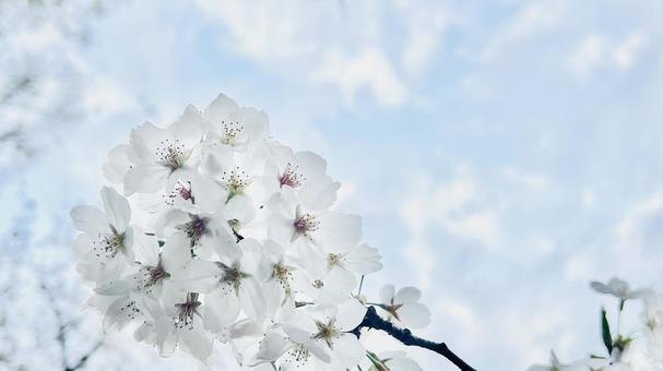 桜と空 桜と空の写真