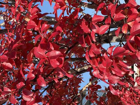 赤い葉 紅葉 紅葉,青空,2025の写真素材