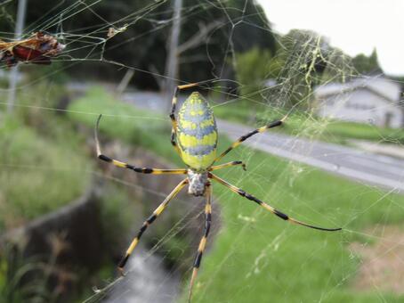 ジョロウグモ 蜘蛛,蜘蛛の巣,虫の写真素材