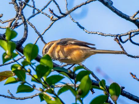 枝にとまるモズ モズ,百舌鳥,野鳥の写真素材