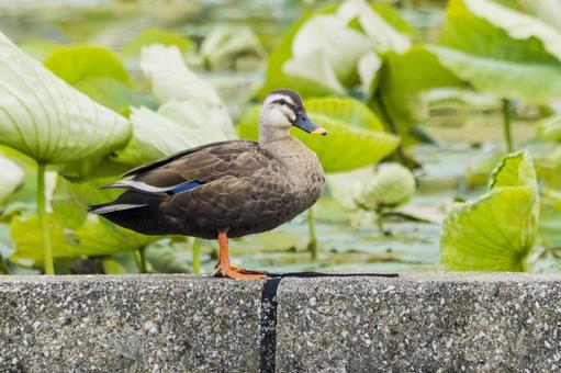 カルガモ3(田原市) カルガモ3(田原市) カルガモ,鴨,野鳥の写真素材