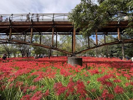 巾着田曼珠沙華公園。 巾着田曼珠沙華公園。の写真