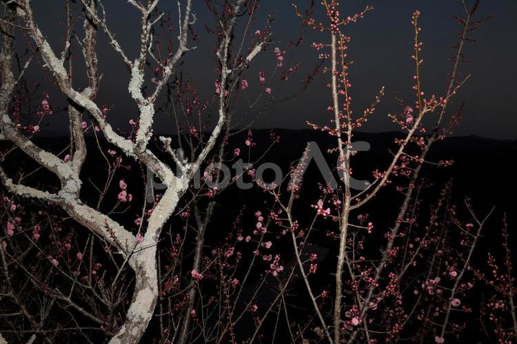 夕暮れに梅の木 梅林,梅,白梅の写真素材