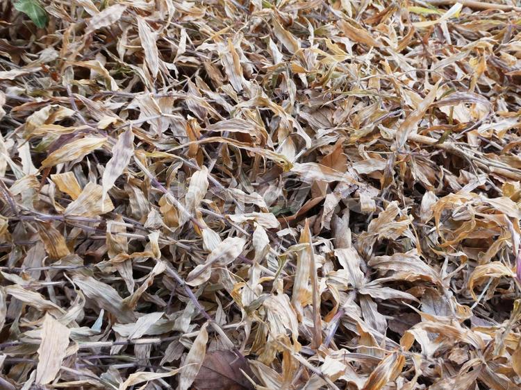 枯れた植物 草,植物,蔦の写真素材