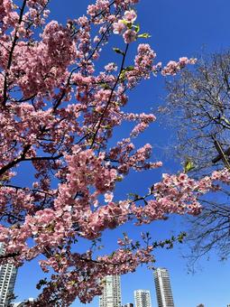 桜　サクラ　上野公園　さくらの写真