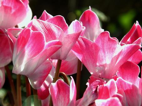 Photo, cyclamen, flower, (a flower) to turn its petals backward, 