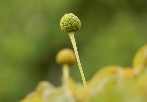 【花の写真】ヤマボウシの実 ヤマボウシ,山法師,実の写真素材