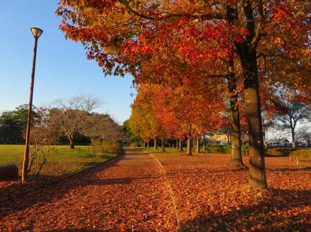 夕暮れの秋の公園 夕暮れの秋の公園 夕暮れ,秋,紅葉の写真素材