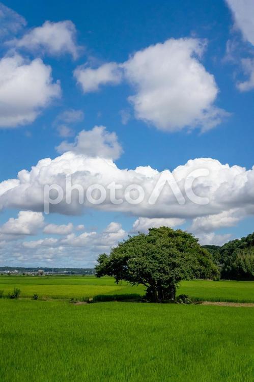 田園風景 田園風景,青空,田んぼの写真素材