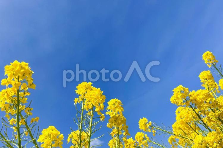 日本の春景色　青空に咲き誇る黄色い菜の花 菜の花,花,青空の写真素材
