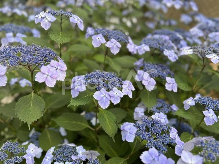 がくあじさい(額紫陽花)梅雨初夏C 紫陽花,あじさい,梅雨の写真素材