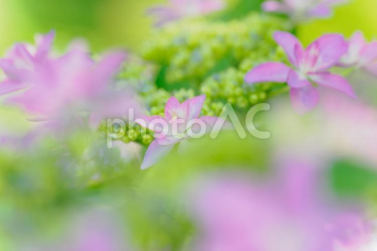 ヤマアジサイ⒅ 初夏,花,ヤマアジサイの写真素材