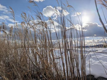 Snow and silver grass, JPG