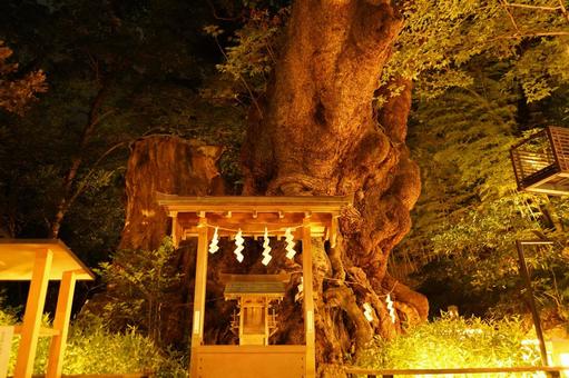 深夜の熱海、来宮神社大楠と賽銭箱の社 深夜の熱海、来宮神社大楠と賽銭箱の社の写真