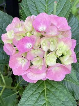 あじさい　雨に映える、やさしい彩りの写真