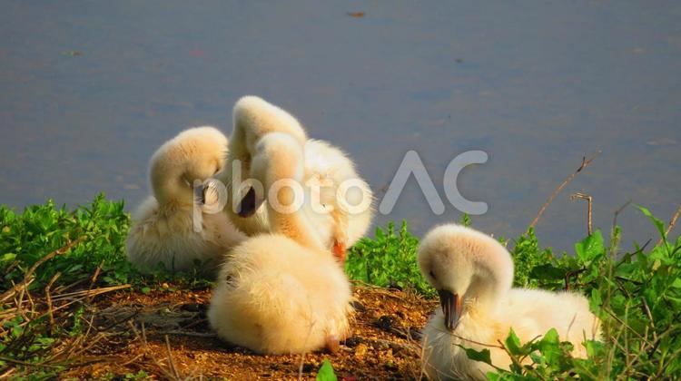 ５月上旬の高月池のコブハクチョウの親子 背景,コブハクチョウ,白鳥の写真素材