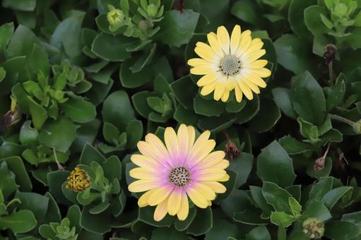 ケープマーガレットの花の写真