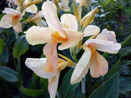白い花 白い花の写真
