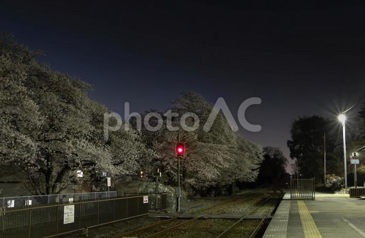 久下田駅の夜桜2 桜,夜桜,夜景の写真素材