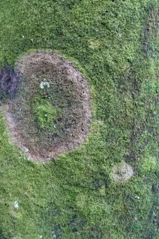 木の幹に生えた苔の模様 木の幹に生えた苔の模様 苔,木,幹の写真素材