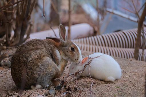 毛づくろいするウサギの親子 毛づくろいするウサギの親子 ウサギ,うさぎ,兎の写真素材