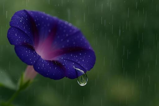 雨粒揺れる紫の朝顔の写真