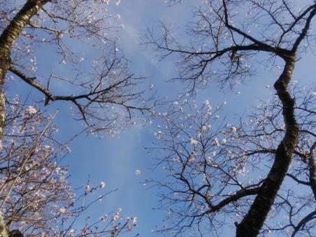 背景に合う冬桜 背景に合う冬桜 冬桜,桜山公園,鬼石町の写真素材