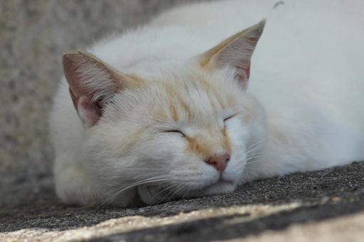 ねこ 箱座り,飼い猫,家猫の写真素材