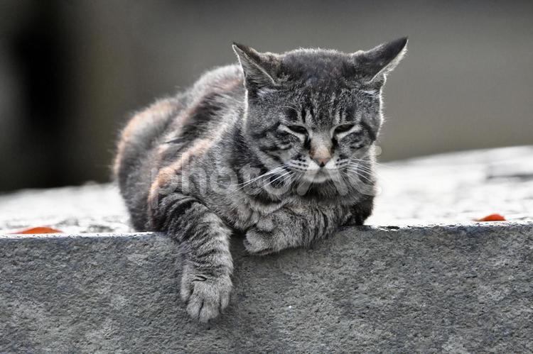 ねこ　石段 猫,ネコ,ねこの写真素材
