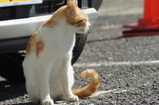 ねこ ねこの写真