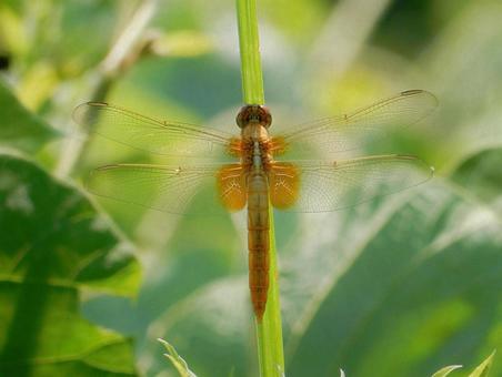 Photo, shoujo dragonfly, dragonfly dragonfly, female, 