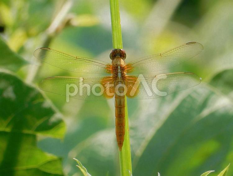 【昆虫写真】ショウジョウトンボ♀ ショウジョウトンボ,猩々蜻蛉,メスの写真素材