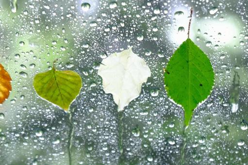 Raindrops, JPG