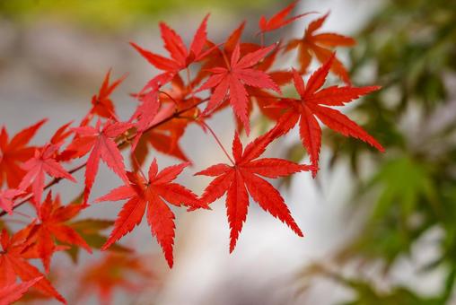 紅葉したもみじ　クローズアップ 紅葉,もみじ,モミジの写真素材