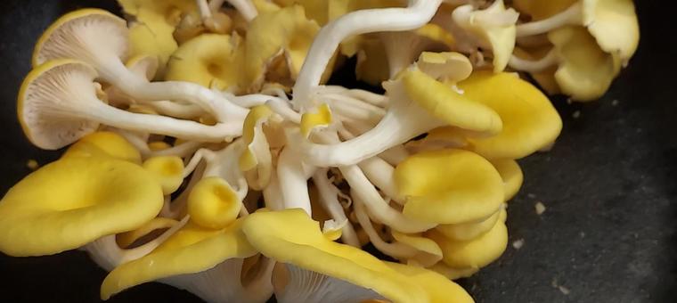 Tamogitake mushroom 1, JPG