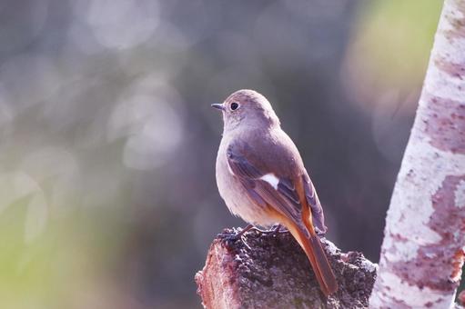 木に止まるジョウビタキの雌 鳥,ジョウビタキ,冬の写真素材