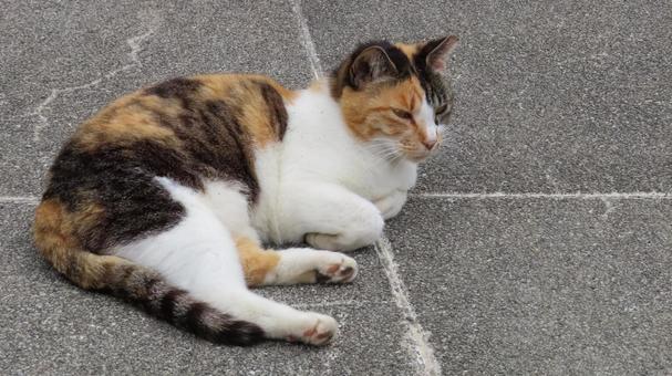 夕涼み中の肉球とお手々が可愛い三毛猫 三毛猫,猫,肉球の写真素材