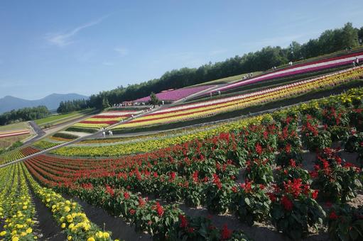 北海道の花畑 北海道の花畑 花畑,花,色彩の写真素材