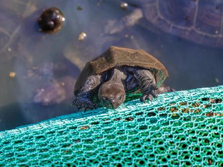 網をのぼるクサガメ 網をのぼるクサガメの写真