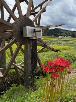 水車とヒガンバナ 田舎の風景,東北,水車の写真素材