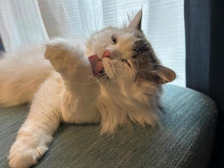 毛繕いをするおもちくん 猫,毛繕い,可愛いの写真素材